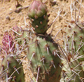 Potato Cactus