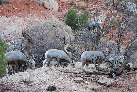 sheep in Fruita Cyn