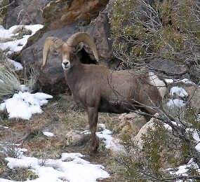 Desert Bighorn in Monument Canyon Desert Bighorn in Monument Canyon
