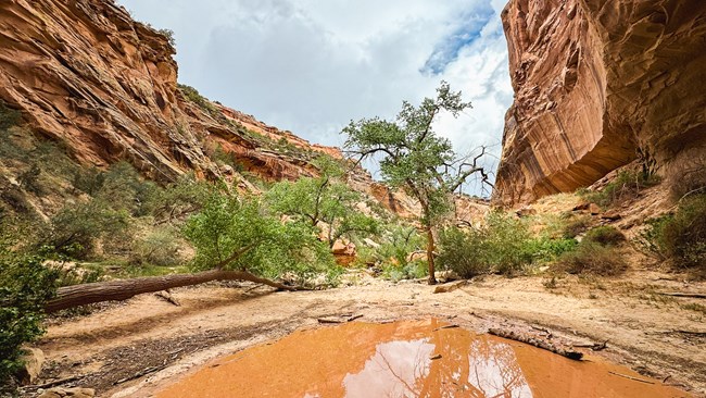 two cottonwood trees with green leaves stand by a milky brown pool within a deep canyon