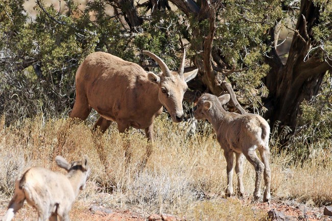 Desert bighorn ewe and her lamb touching noses