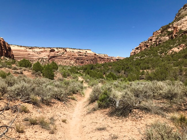 A hiking trail leading towards cliffs in Ute Canyon