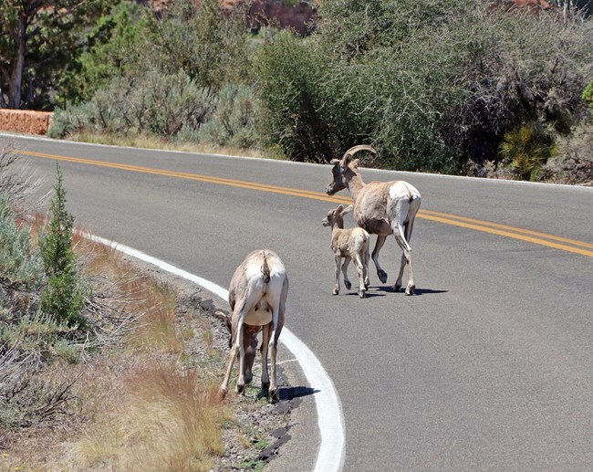 Desert bighorn ewes and lamb on Rim Rock Drive