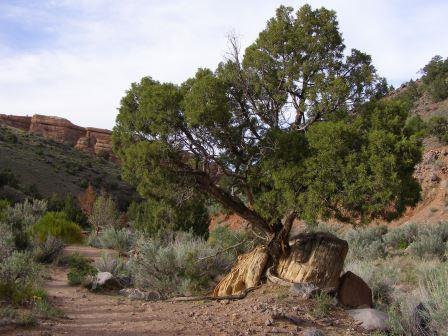 Utah Juniper growing in a crack between two rocks. The tree and rocks are beside a dirt trail.