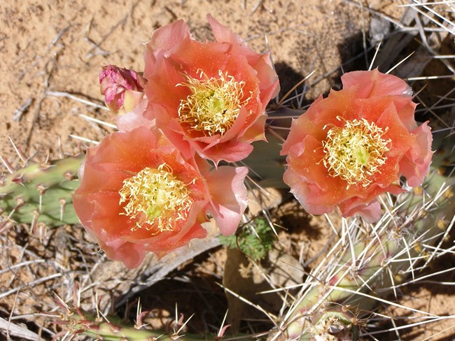 Rosy salmon flowers of the prickly pear cactus on Old Gordon Trail