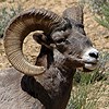 Desert Bighorn Sheep