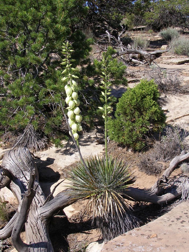 Dozens of sharp, narrow leaves point away from a central point, the center of the yucca plant. A single vertical stem rises above, with handfuls of round, creamy flowers along this stem.