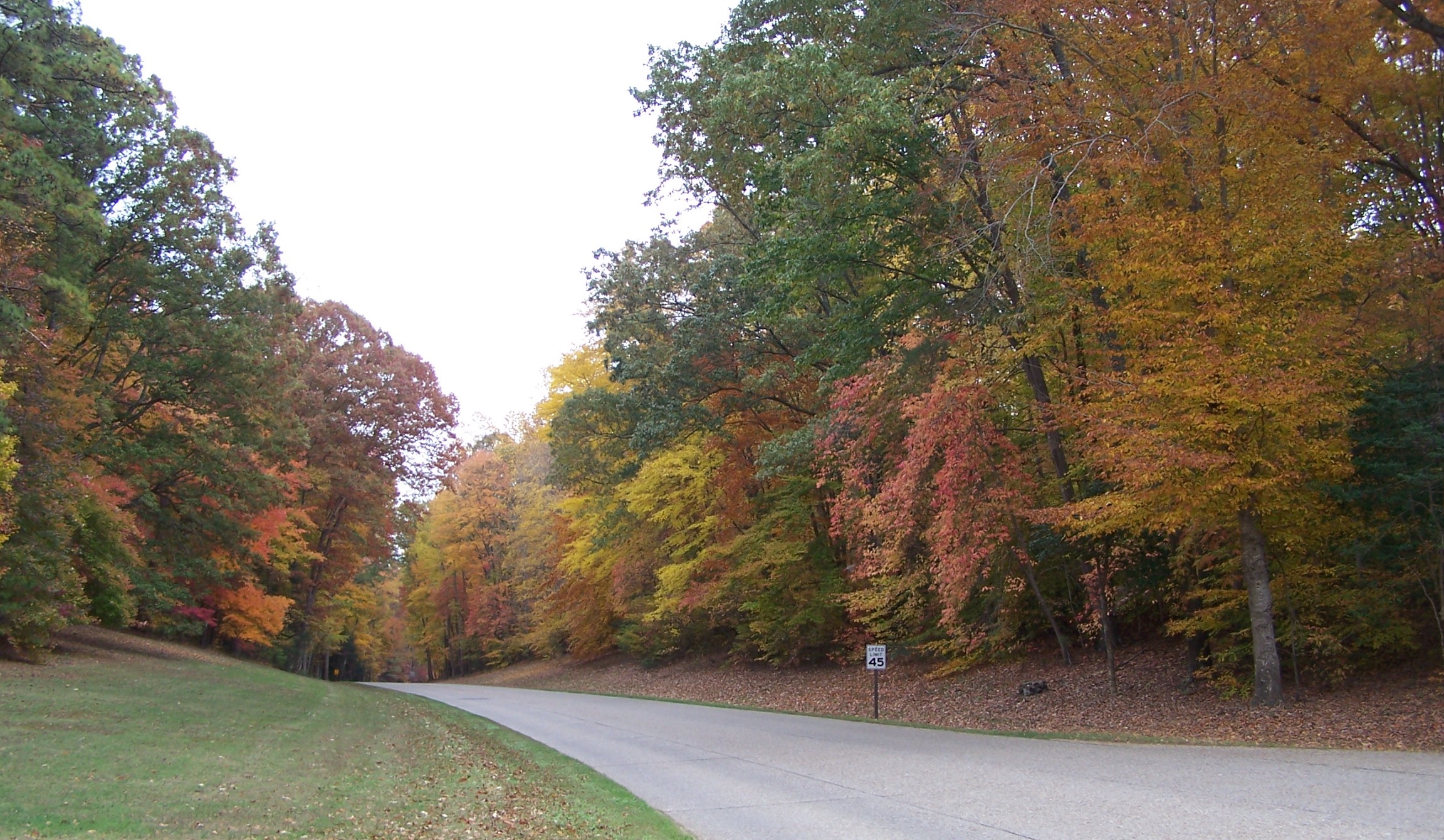 A road cuts through trees in fall colors