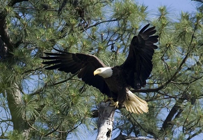 Postcard The American Bald Eagle Bird Virginia Living Museum Newport News VA 