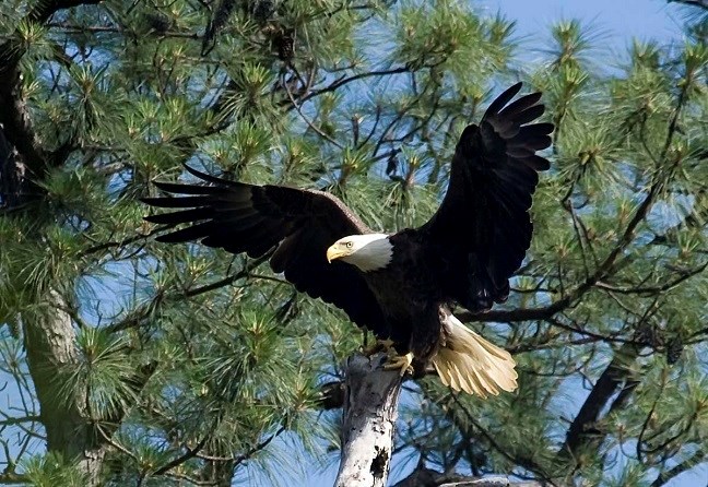 Bald Eagle