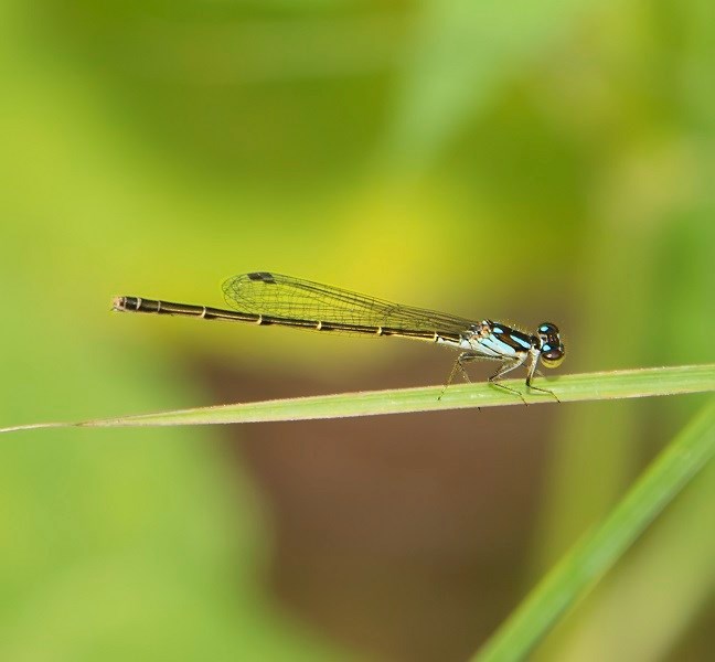 Blue Tipped Dancer