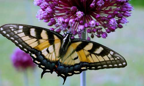 Yorktown Onion and butterfly