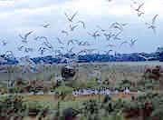 Birds in flight over wetlands Birds in flight over wetlands