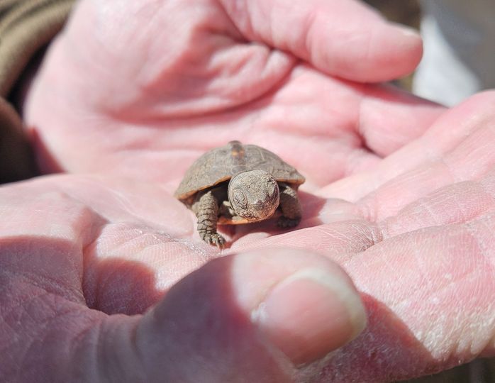 434850513_834406195392547_8541167580129148438_n Small Box turtle