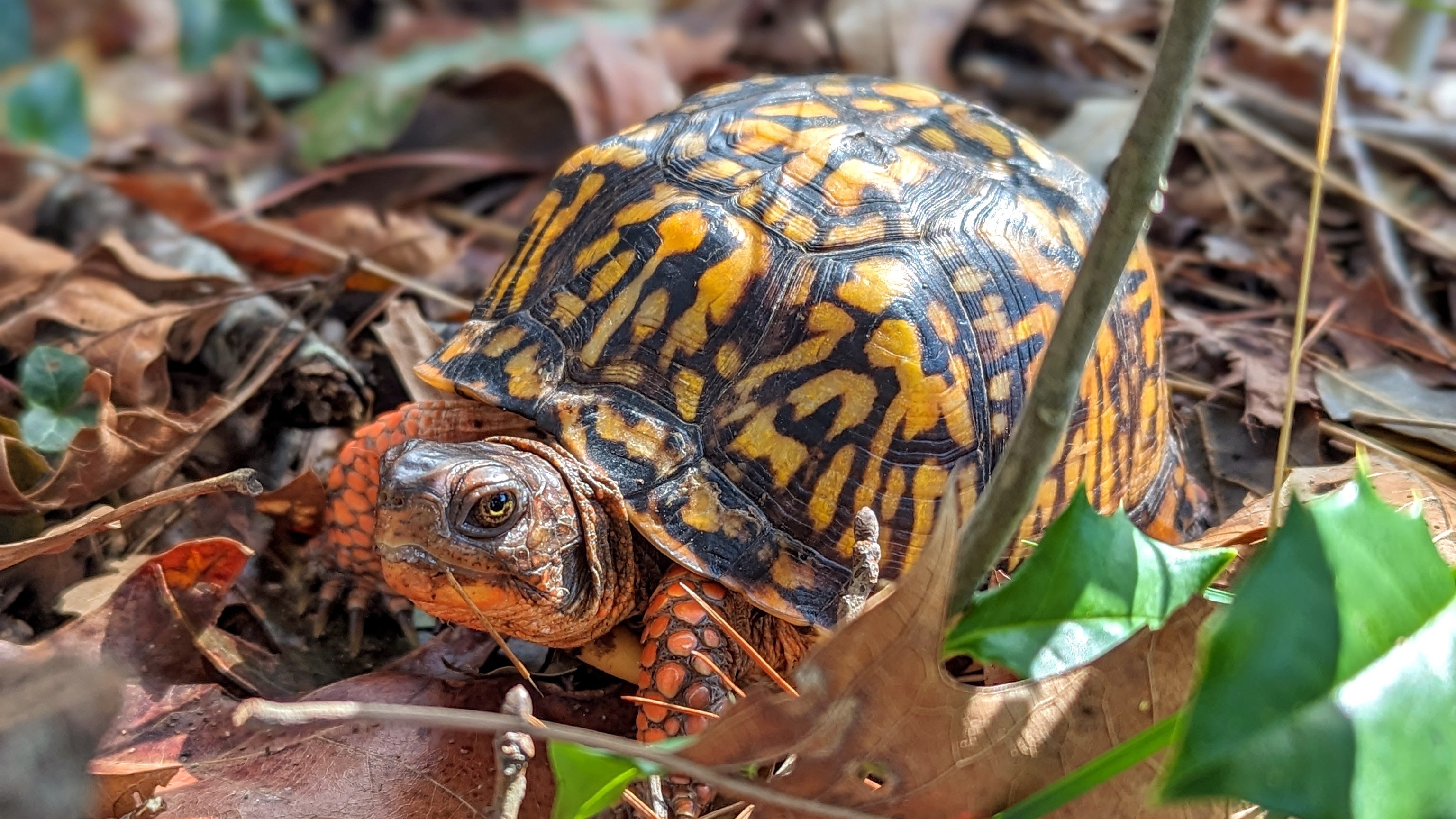 Box2 turtle Box turtle