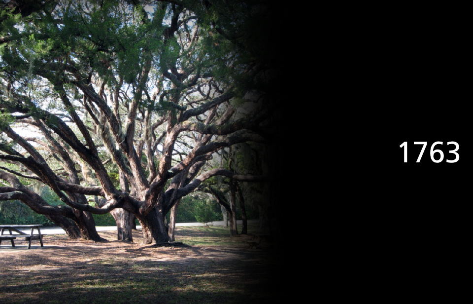 live oak trees fading to black with answer 1763