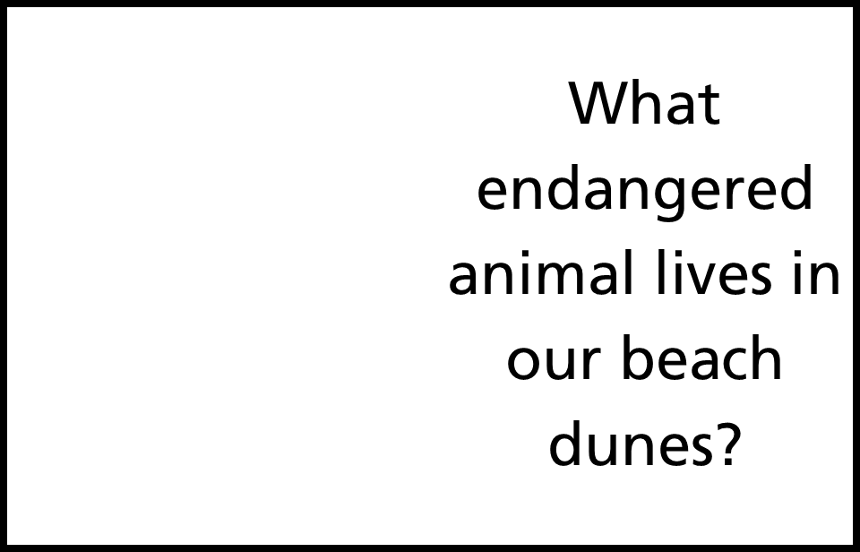 live oak trees fading to black with answer Anastasia Beach Mouse