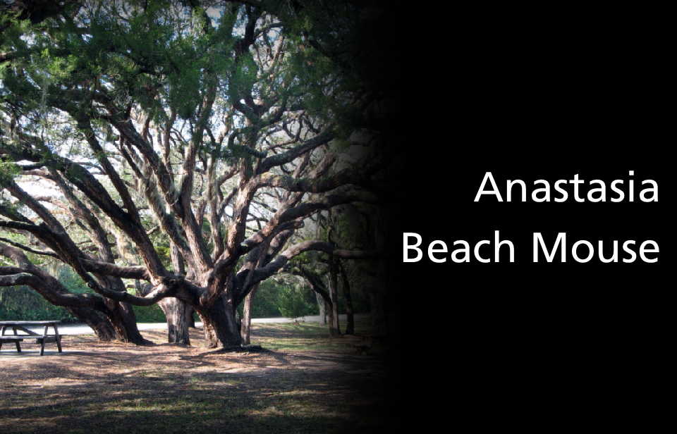live oak trees fading to black with answer Anastasia Beach Mouse