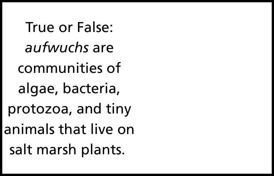 text on white background reading True or false, “aufwuchs” are communities of algae, bacteria, protozoa, and tiny animals that live on salt marsh plants.