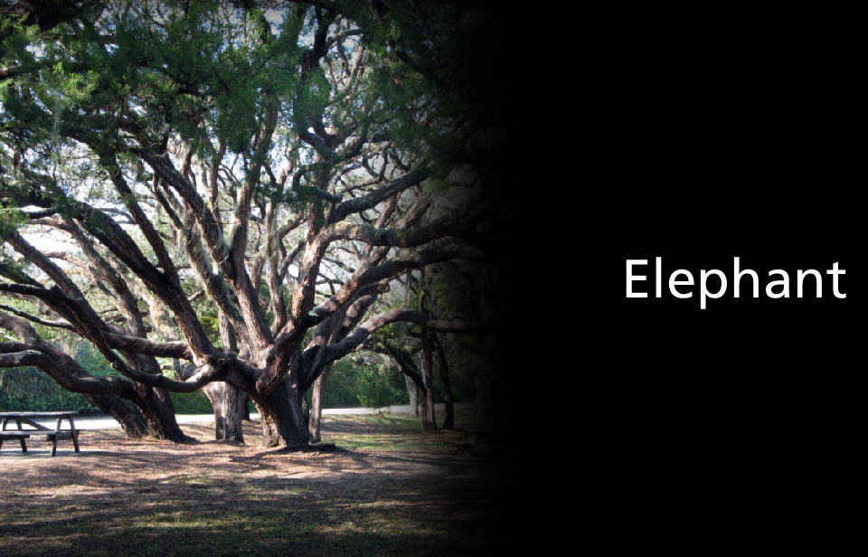 live oak trees fading to black with answer elephant