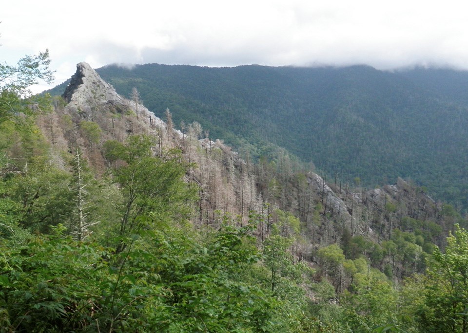 The rocky ridgeline of Chimney Tops framed by foreground green trees and background mountains.