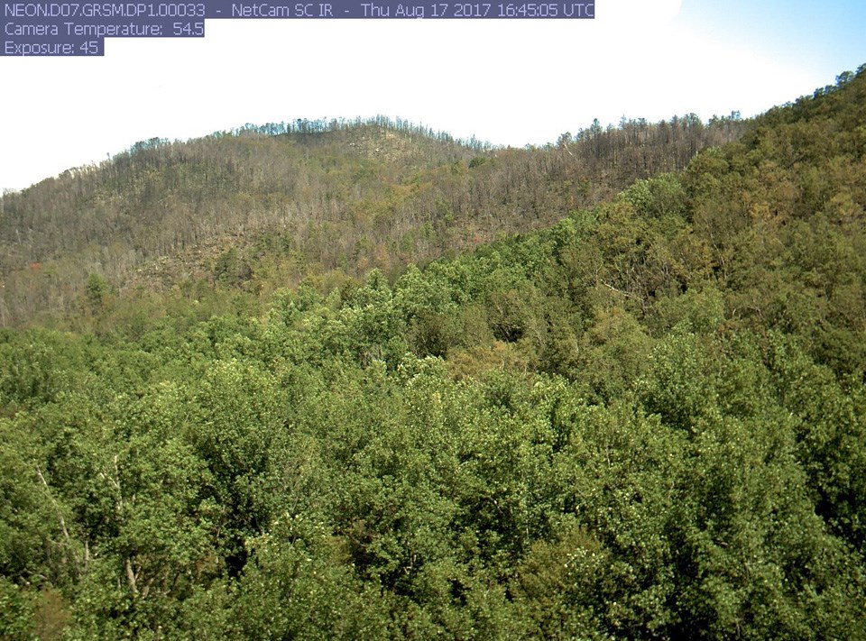 A forested ridge, the top of which looks burned with gray and brown trees throughout.