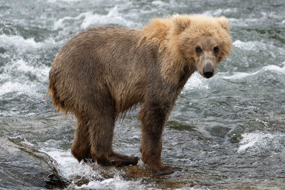 A skinny cub standing on a rock in water
