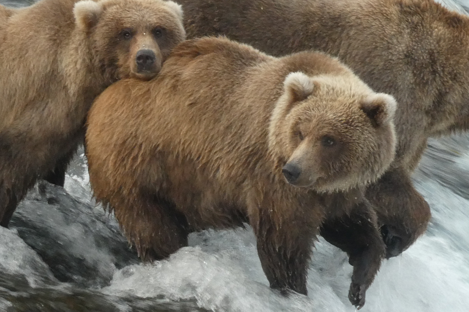 A skinny cub standing on a rock in water