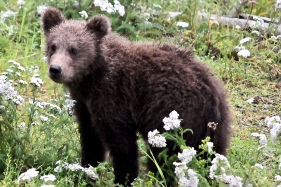 a small cub standing in white flowers