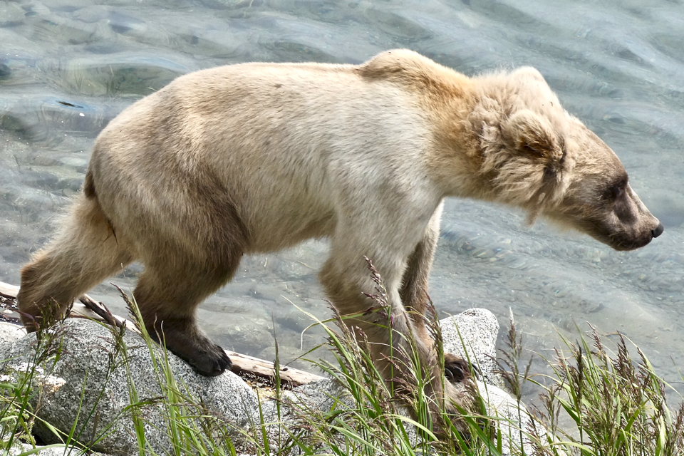 A skinny cub on a rocky shore with water behind