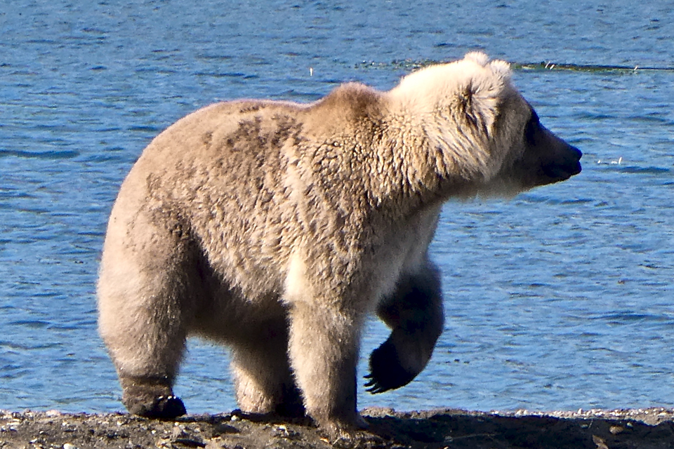 A skinny cub on a rocky shore with water behind