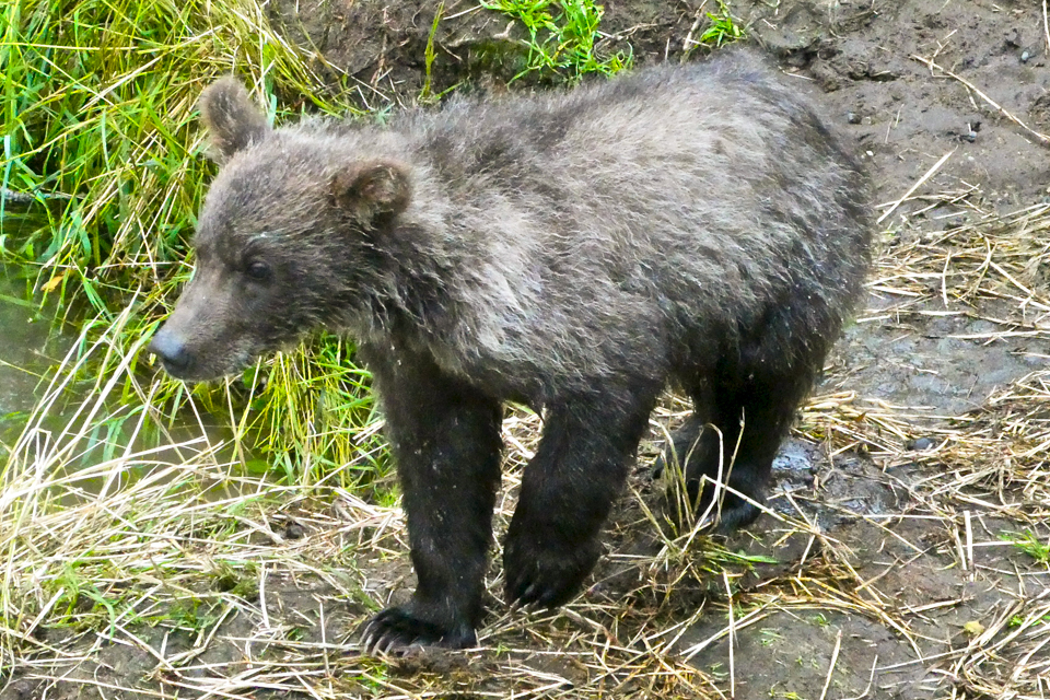 a small cub with natal collar