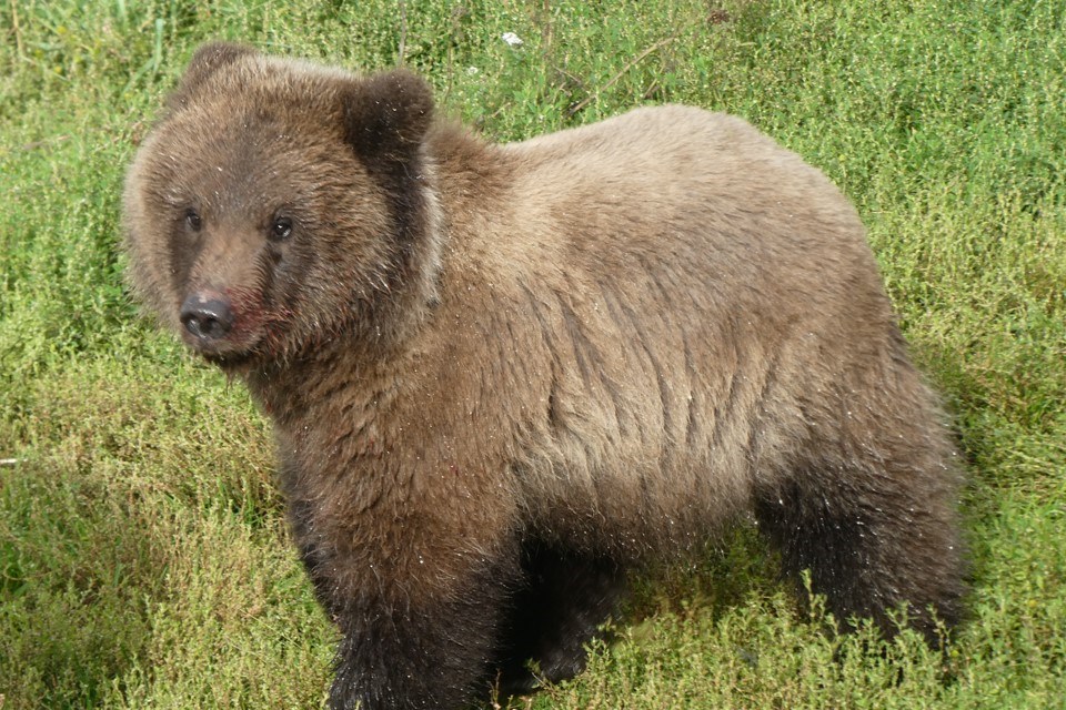 a small cub with natal collar
