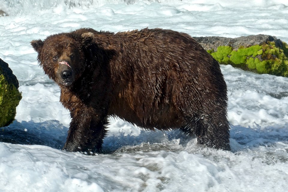 A bear with a gash across its muzzle stands in water