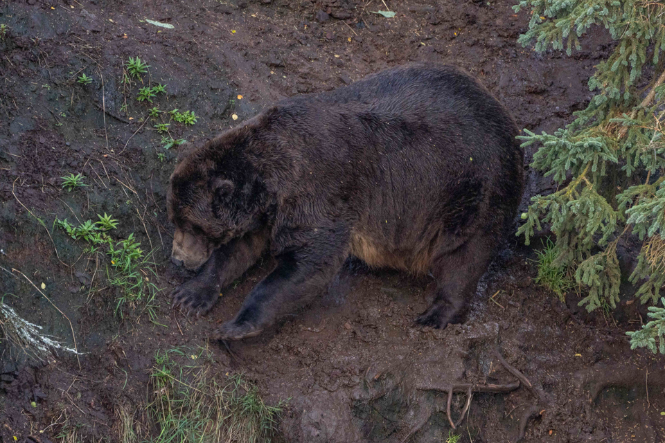 A bear with a gash across its muzzle stands in water