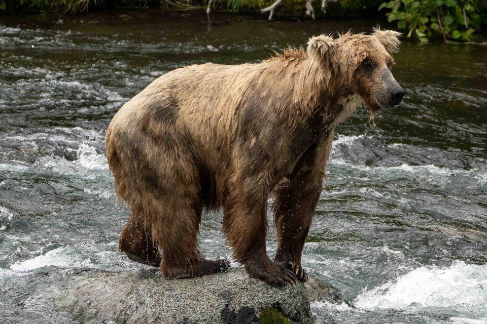 A bear stands on a rock in the river with its fur drenched