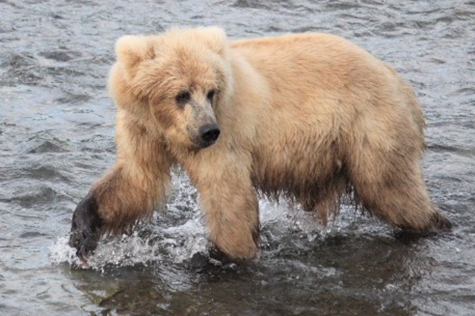 A bear walking in water looking to the side