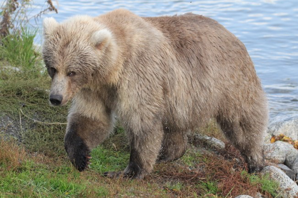 A bear walking in water looking to the side
