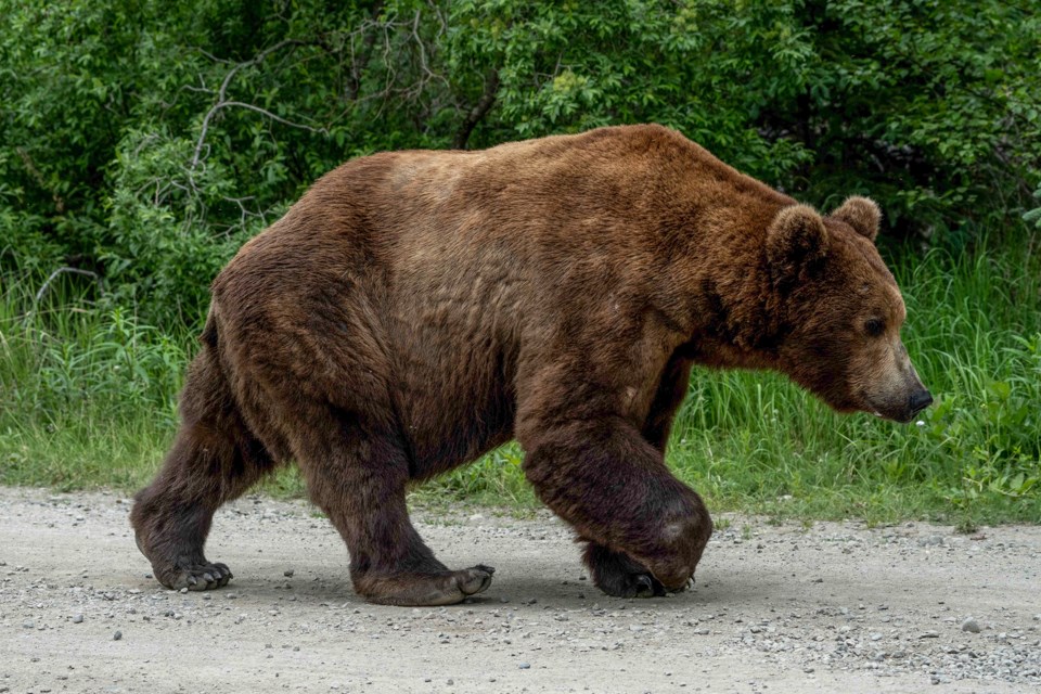 A large bear walking along the road with trees in the background