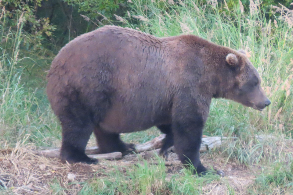 A bear on the lip of a waterfall
