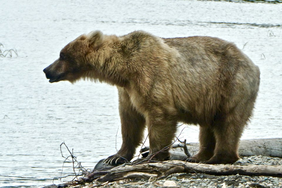 a bear standing on the bank with water behind