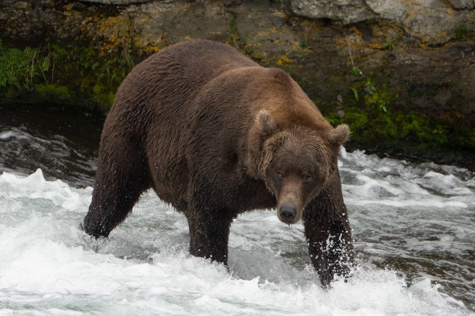 A bear standing on the lip of a waterfall