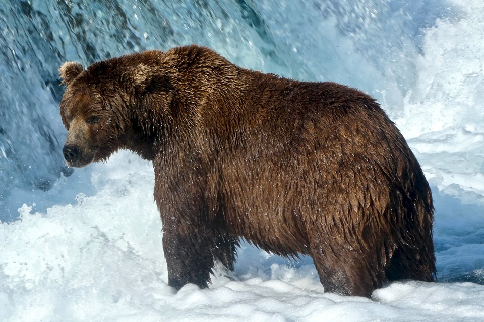 A bear standing in water with waterfall behind