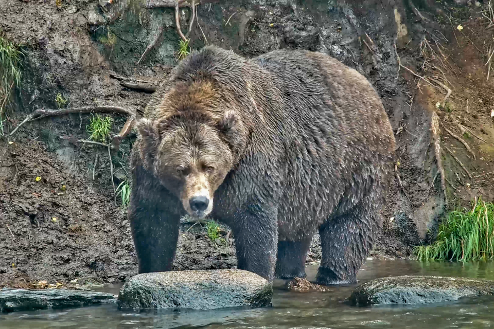 A bear standing in water with waterfall behind