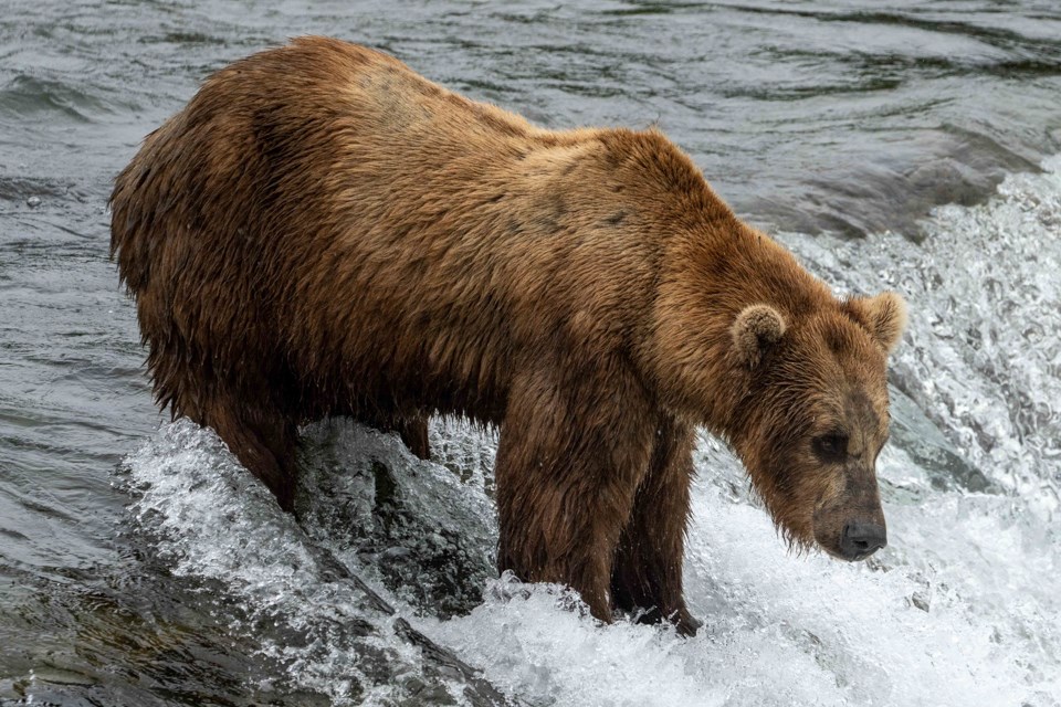 photo of a bear standing at the lip of a waterfall
