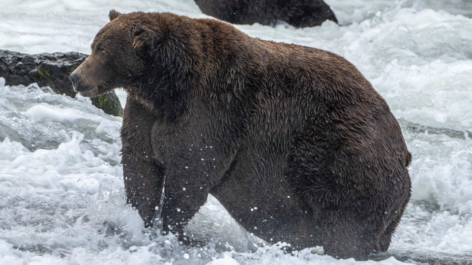A scruffy looking bear standing in water