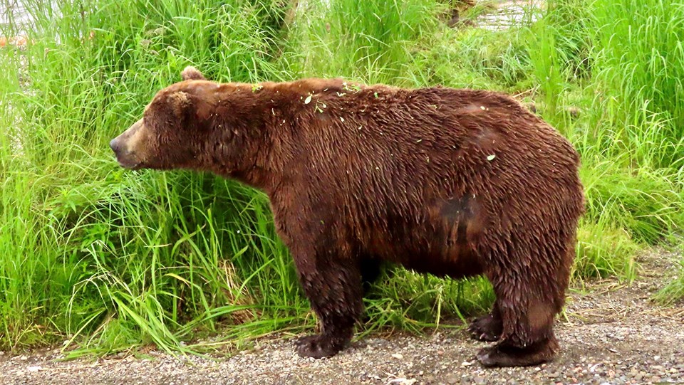 Bear 32 in the spring, skinnier, standing by grass, looking left.