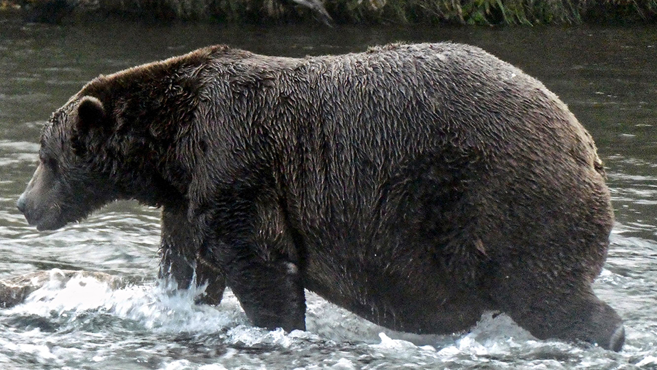 Bear 32 in the spring, skinnier, standing by grass, looking left.