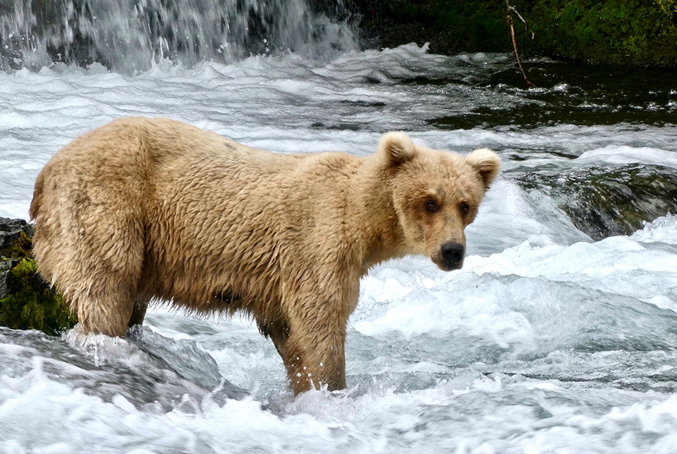 Bear 128 in the spring, skinnier, standing in water, looking right.