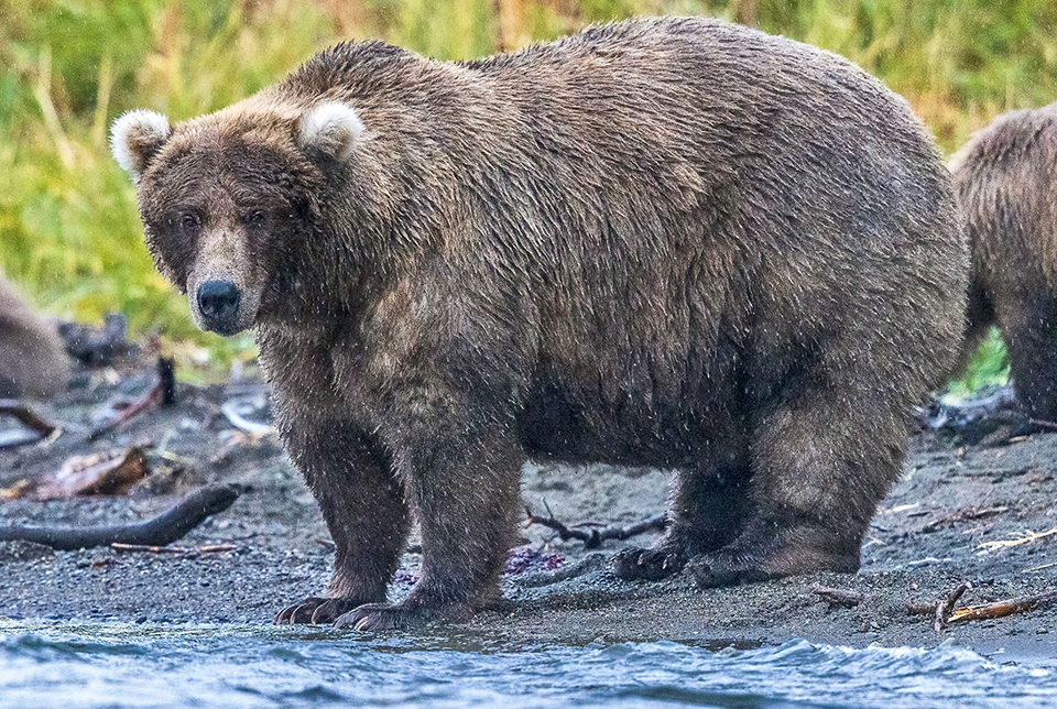 Bear 128 in the spring, skinnier, standing in water, looking right.